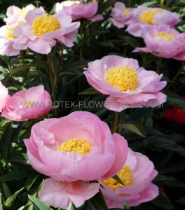 PAEONIA (PEONY) LACTIFLORA SINGLE ‘GARDEN LACE‘ 2/3 EYE (5 P.BAG)