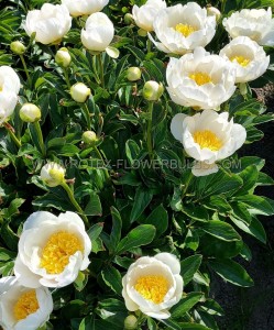 PAEONIA (PEONY) LACTIFLORA SINGLE ‘JAN VAN LEEUWEN‘ 2/3 EYE (5 P.BAG)