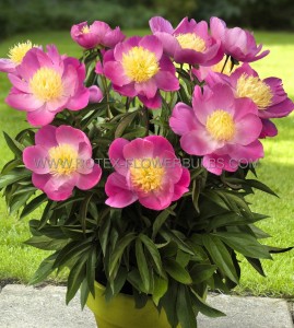 PAEONIA (PEONY) LACTIFLORA SINGLE ‘KIEV‘ 2/3 EYE (5 P.BAG)