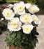 PAEONIA PEONY LACTIFLORA SINGLE MADRID 23 EYE 5 P.BAG