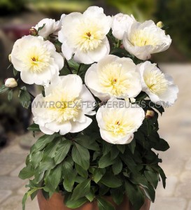 PAEONIA (PEONY) LACTIFLORA SINGLE ‘MADRID‘ 2/3 EYE (5 P.BAG)