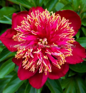 PAEONIA (PEONY) LACTIFLORA SINGLE ‘NIPPON BEAUTY‘ 3/5 EYE (5 P.BAG)