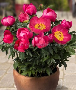 PAEONIA (PEONY) LACTIFLORA SINGLE ‘OSLO‘ 2/3 EYE (5 P.BAG)