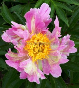 PAEONIA (PEONY) LACTIFLORA SINGLE ‘PINK SPRITZER‘ 2/3 EYE (5 P.BAG)