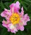 PAEONIA PEONY LACTIFLORA SINGLE PINK SPRITZER 23 EYE 5 P.BAG