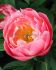 PAEONIA PEONY LACTIFLORA SINGLE SEMI DOUBLE LOVELY ROSE 23 EYE 5 P.BAG