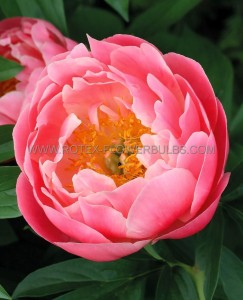 PAEONIA (PEONY) LACTIFLORA SINGLE SEMI DOUBLE ‘LOVELY ROSE‘ 2/3 EYE (5 P.BAG)