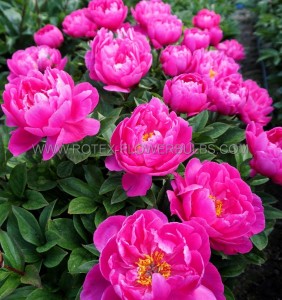 PAEONIA (PEONY) LACTIFLORA SINGLE SEMI DOUBLE ‘NICE GAL‘ 2/3 EYE (5 P.BAG)