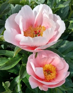 PAEONIA (PEONY) LACTIFLORA SINGLE ‘SOFT SALMON SAUCER‘ 2/3 EYE (5 P.BAG)