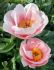 PAEONIA PEONY LACTIFLORA SINGLE SOFT SALMON SAUCER 23 EYE 5 P.BAG