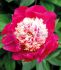 PAEONIA PEONY LACTIFLORA SINGLE WHITE CAP 23 EYE 5 P.BAG