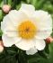 PAEONIA PEONY LACTIFLORA SINGLE WHITE WINGS 35 EYE 5 P.BAG