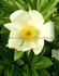 PAEONIA PEONY LACTIFLORA SINGLE WHITE WINGS 35 EYE 5 P.BAG