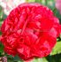 PAEONIA PEONY OFFICINALIS DOUBLE RUBRA PLENA 23 EYE 5 P.BAG