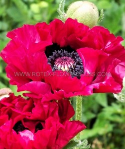 PAPAVER (POPPY) ORIENTALE ‘HARLEM‘ I (25 P.BAG)