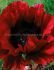 PAPAVER POPPY ORIENTALE HEARTBEAT I 25 P.BAG