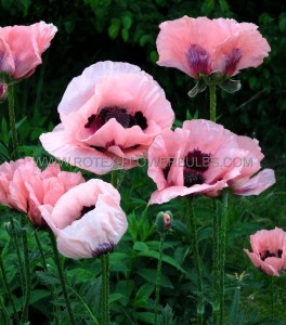 PAPAVER (POPPY) ORIENTALE ‘LITTLE ‘DANCING GIRL‘ I (25 P.BAG)