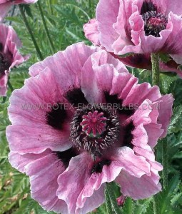 PAPAVER (POPPY) ORIENTALE ‘MANHATTAN‘ I (25 P.BAG)