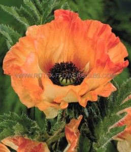 PAPAVER (POPPY) ORIENTALE ‘ORANGE GLOW‘ I (25 P.BAG)