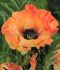 PAPAVER POPPY ORIENTALE ORANGE GLOW I 25 P.BAG