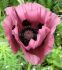 PAPAVER POPPY ORIENTALE PATTYS PLUM I 25 P.BAG