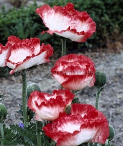 PAPAVER (POPPY) ORIENTALE ‘PLACE PIGALLE‘ I (25 P.BAG)