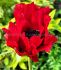 PAPAVER POPPY ORIENTALE RED RUMBLE I 25 P.BAG