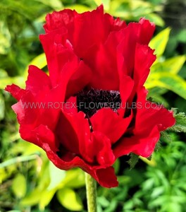 PAPAVER (POPPY) ORIENTALE ‘RED RUMBLE‘ I (25 P.BAG)