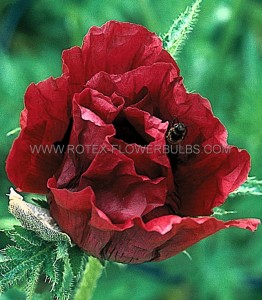 PAPAVER (POPPY) ORIENTALE ‘ROYAL CHOCOLATE DISTINCTION‘ I (25 P.BAG)