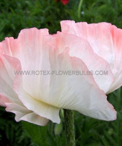 PAPAVER (POPPY) ORIENTALE ‘SHASTA‘ I (25 P.BAG)