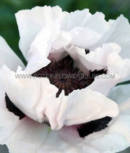 PAPAVER (POPPY) ORIENTALE ‘SNOW GOOSE‘ I (25 P.BAG)