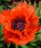 PAPAVER POPPY ORIENTALE TURKENLOUIS I 25 P.BAG