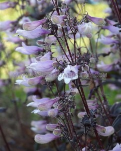 PENSTEMON (BEARDTONGUE) HYBRID ‘DARK TOWERS‘ I (25 P.BAG)