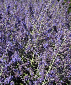 PEROVSKIA (RUSSIAN SAGE) ATRIPLICIFOLIA ‘CRAZY BLUE‘ I (25 P.BAG)