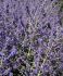 PEROVSKIA RUSSIAN SAGE ATRIPLICIFOLIA CRAZY BLUE I 25 P.BAG