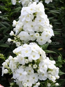 PHLOX AMPLIFOLIA ‘CAPTAIN FREEDOM‘ I (25 P.BAG)