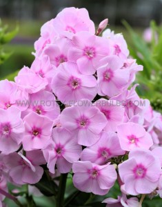 PHLOX AMPLIFOLIA ‘CAPTAIN PUGGLEFACE‘ I (25 P.BAG)