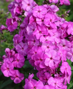 PHLOX AMPLIFOLIA ‘CAPTAIN VICTORY‘ I (25 P.BAG)