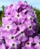 PHLOX AMPLIFOLIA GOLIATH I 25 P.BAG