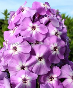 PHLOX AMPLIFOLIA ‘GOLIATH‘ I (25 P.BAG)