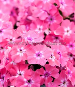 PHLOX AMPLIFOLIA ‘HERCULES‘ I (25 P.BAG)