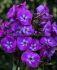 PHLOX PANICULATA ADINDA I 25 P.BAG