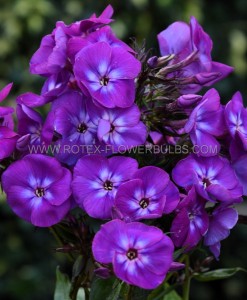 PHLOX PANICULATA ‘ADINDA‘ I (25 P.BAG)