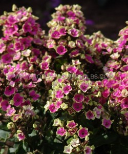 PHLOX PANICULATA ‘AUREOLE‘ I (25 P.BAG)