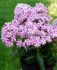 PHLOX PANICULATA BAMBINI CANDY CRUSH I 25 P.BAG