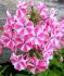 PHLOX PANICULATA BAMBINI CANDY CRUSH I 25 P.BAG