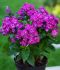 PHLOX PANICULATA BAMBINI DESIRE I 25 P.BAG