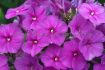 PHLOX PANICULATA BAMBINI DESIRE I 25 P.BAG