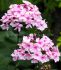 PHLOX PANICULATA BAMBINI PRIMADONNA I 25 P.BAG