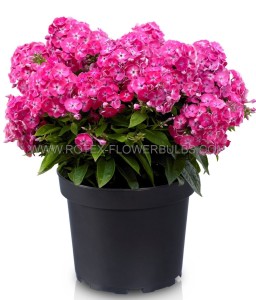 PHLOX PANICULATA BAMBINI ‘SWEET TART‘ I (25 P.BAG)